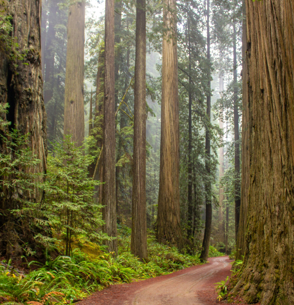 Lodge Pole Pine and Cypress